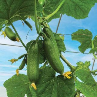 Mini Munch Cucumber Thumbnail